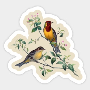 Red Headed Bunting Birds Sticker